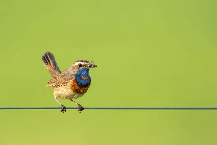 Fotolocaties om de lente te fotograferen