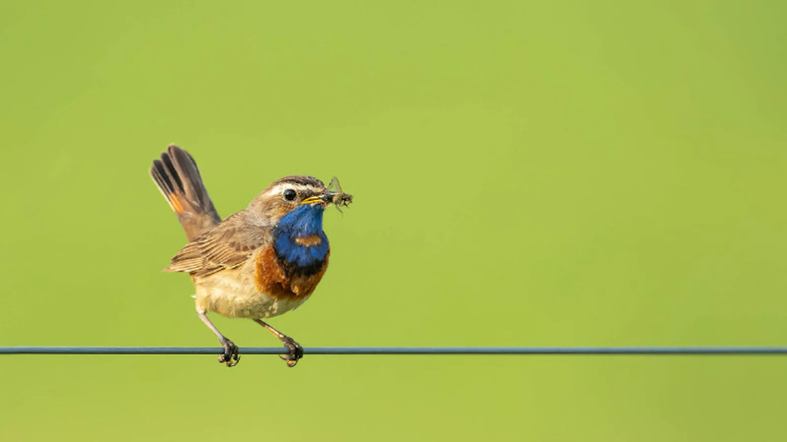 Fotolocaties om de lente te fotograferen