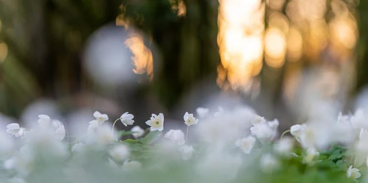 Zo doe je dat - Bloemen en planten fotograferen