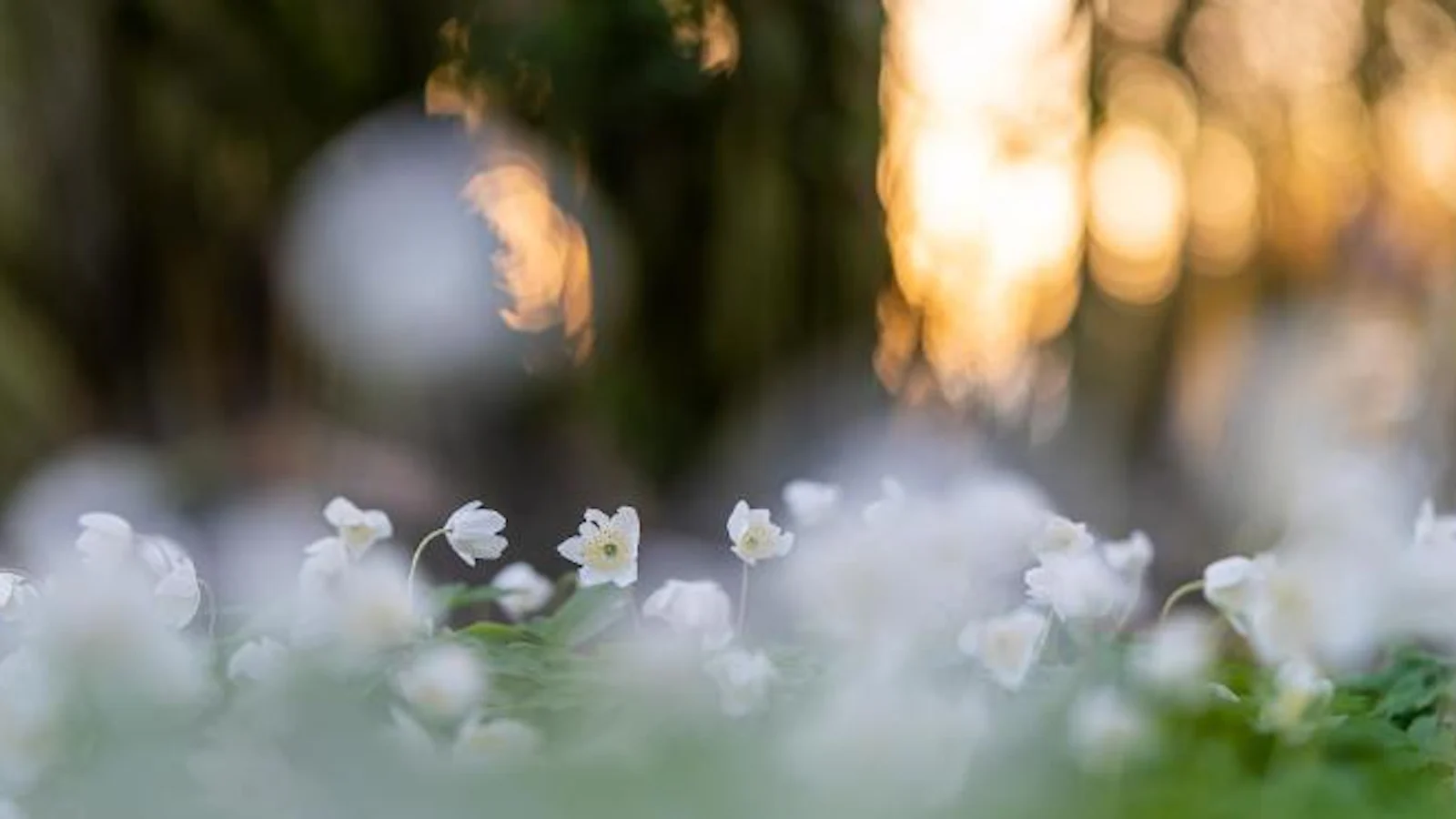 Zo doe je dat - Bloemen en planten fotograferen