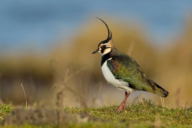 Tips - Overal vogels spotten in Nederland