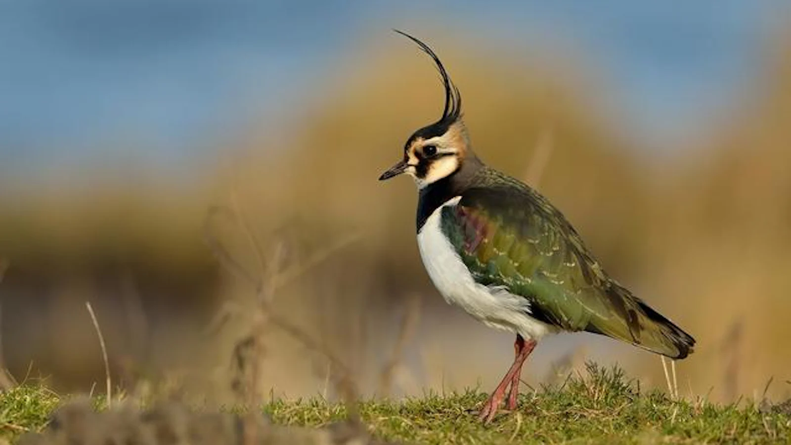 Tips - Overal vogels spotten in Nederland