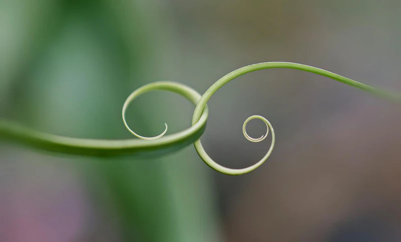 Gezocht: fotografeer macro in de Botanische Tuinen met Zoom.nl!