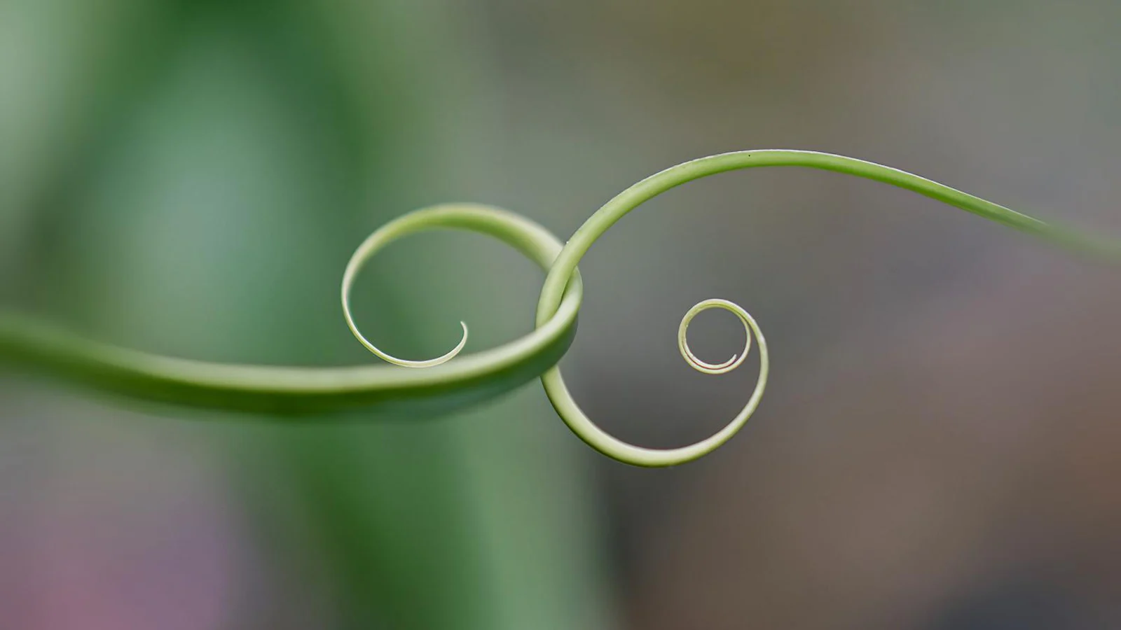 Gezocht: fotografeer macro in de Botanische Tuinen met Zoom.nl!