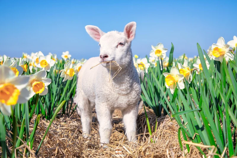 Inspiratie - Jonge dieren fotograferen in de lente!