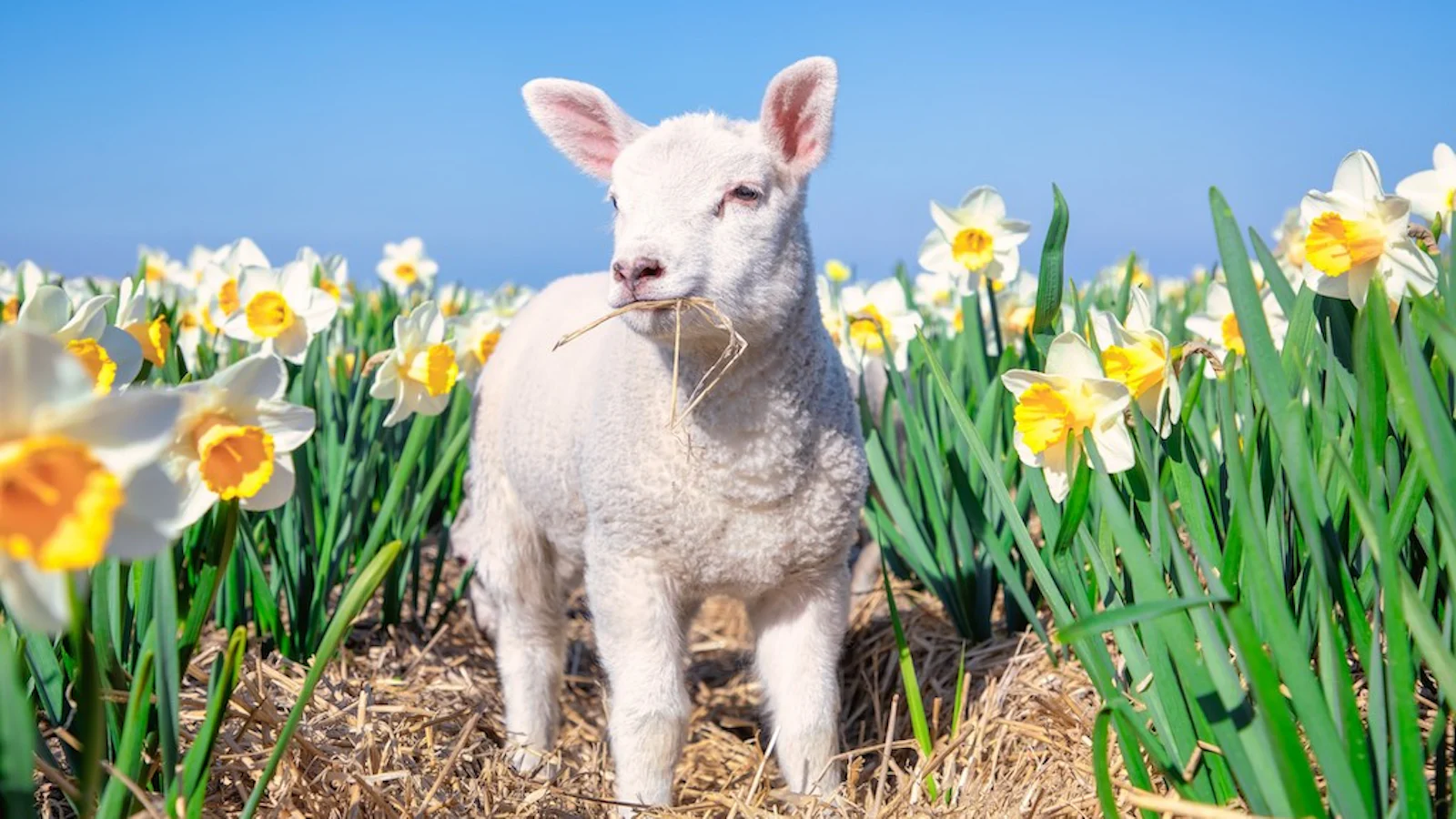 Inspiratie - Jonge dieren fotograferen in de lente!