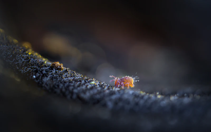 Tips - Objectiefkeuze bij macrofotografie