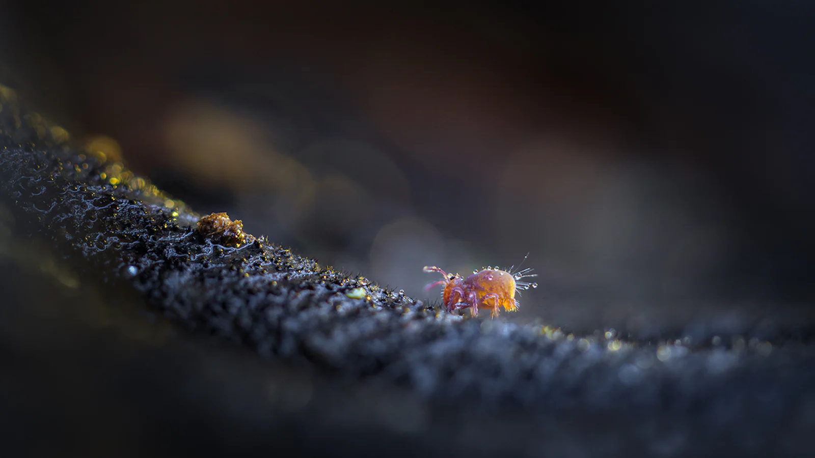 Tips - Objectiefkeuze bij macrofotografie