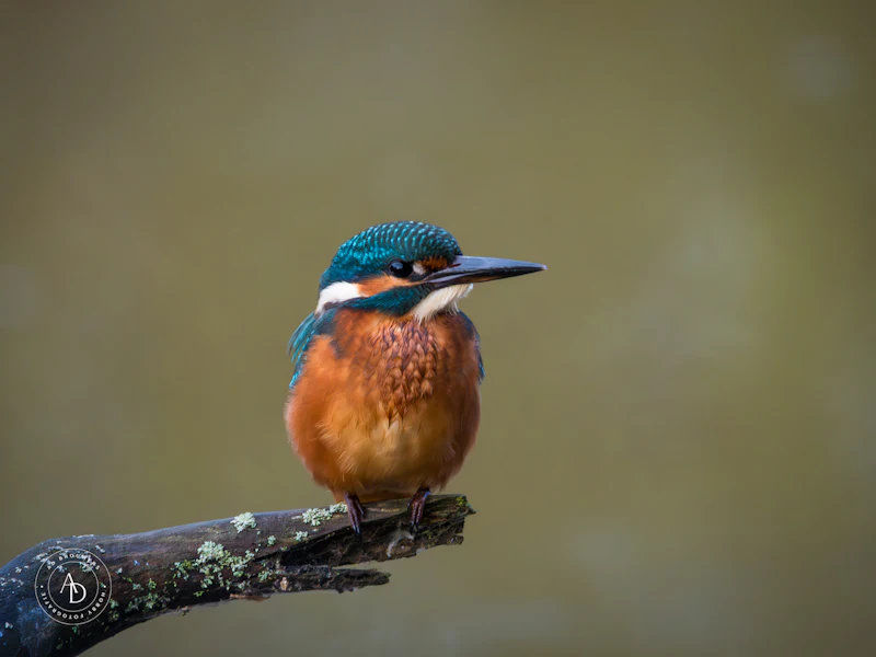 Geduld en timing - Fotografeer een ijsvogel als een pro