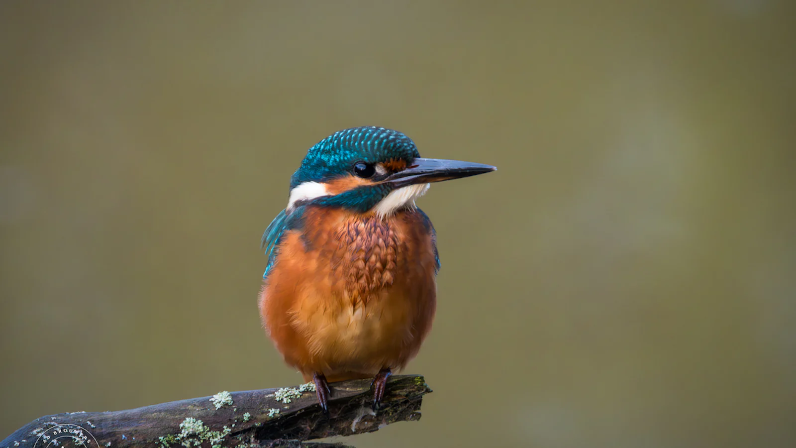 Geduld en timing - Fotografeer een ijsvogel als een pro