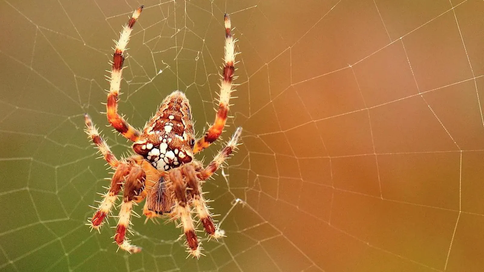 Tips - Verschillende insecten fotograferen
