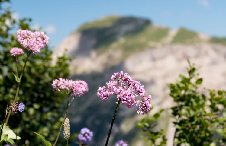 Altijd klaar om te fotograferen in de bergen
