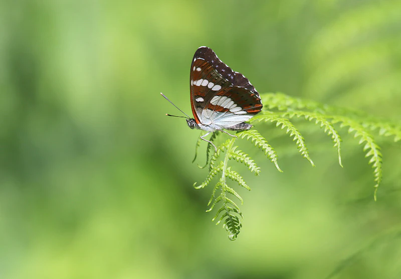 Tips voor macrofotografie in de lente!