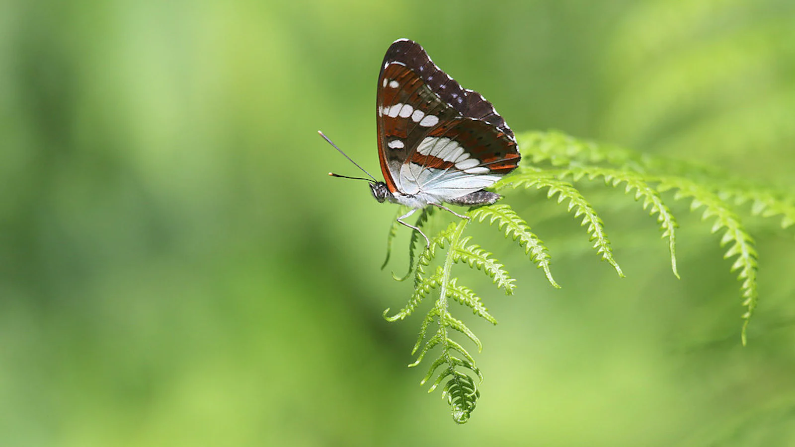 Tips voor macrofotografie in de lente!