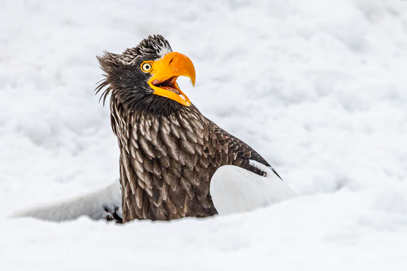 Nikon Comedy Wildlife Awards 2025