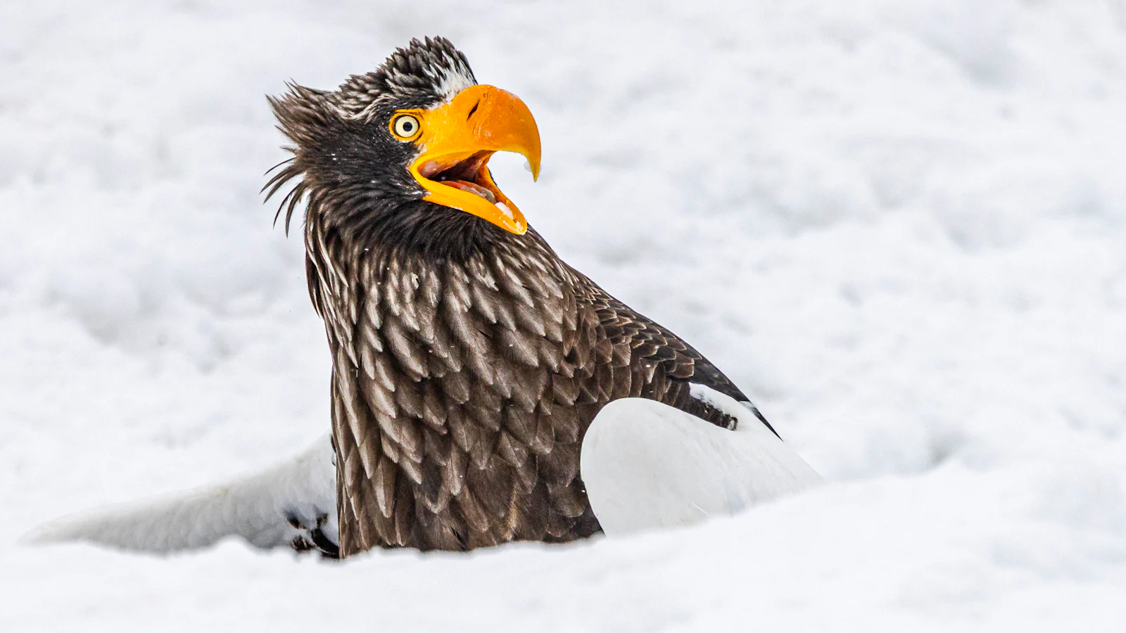 Nikon Comedy Wildlife Awards 2025