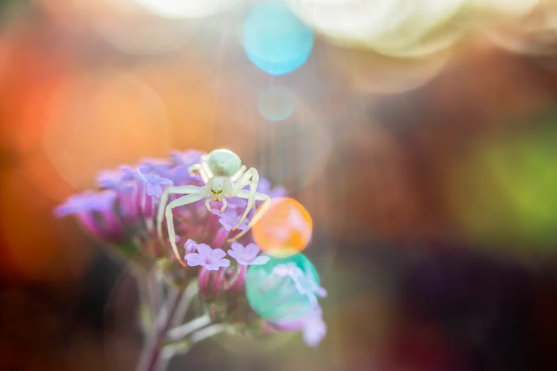 Beheers de bokeh in je foto's