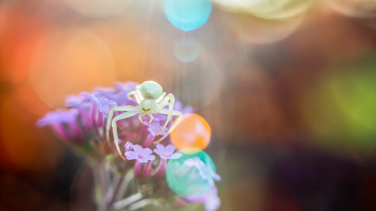 Beheers de bokeh in je foto's