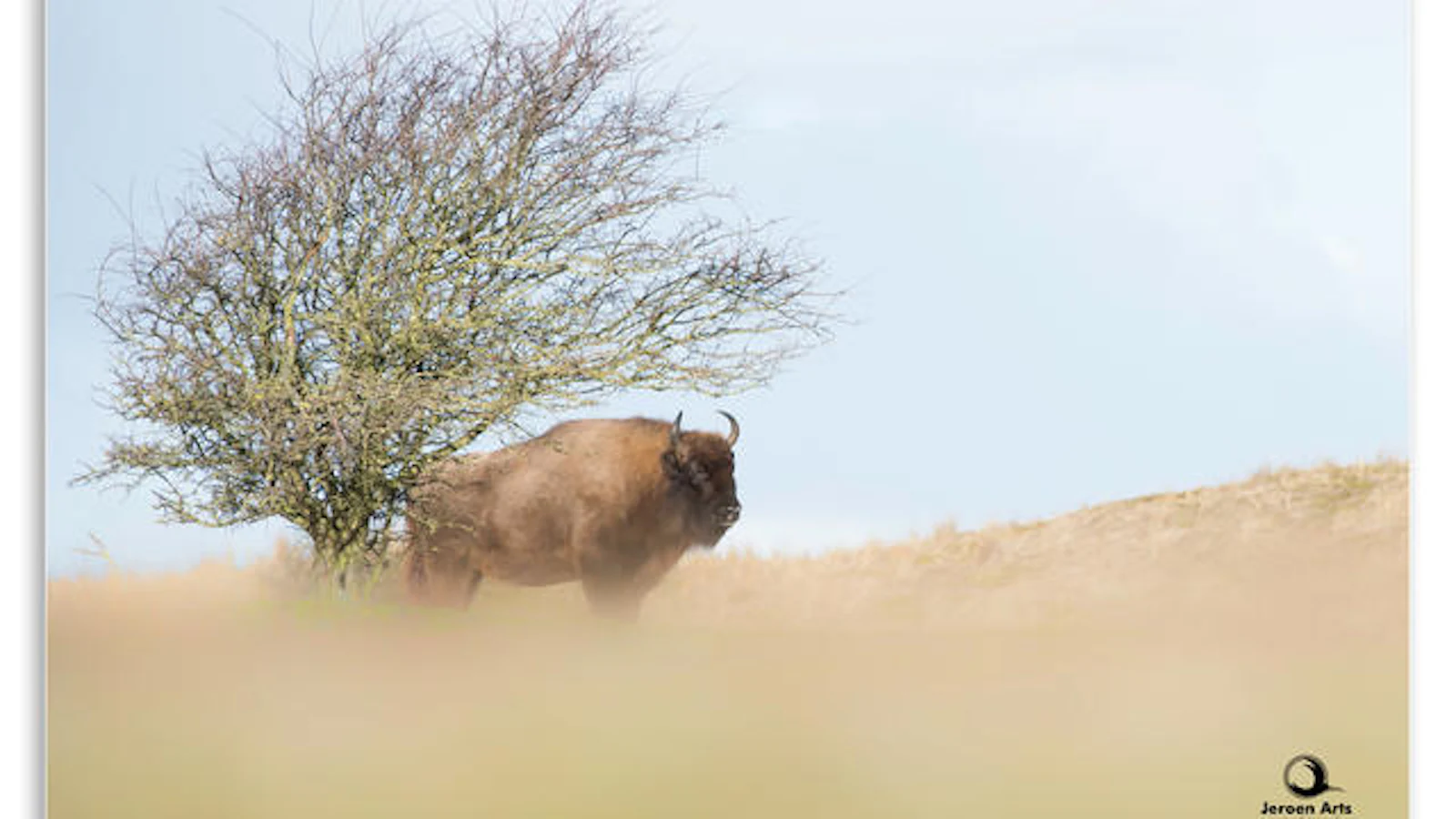 Tips - Alles over het wild van eigen bodem