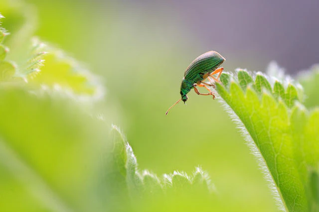 Tips voor macrofotografie met bokeh