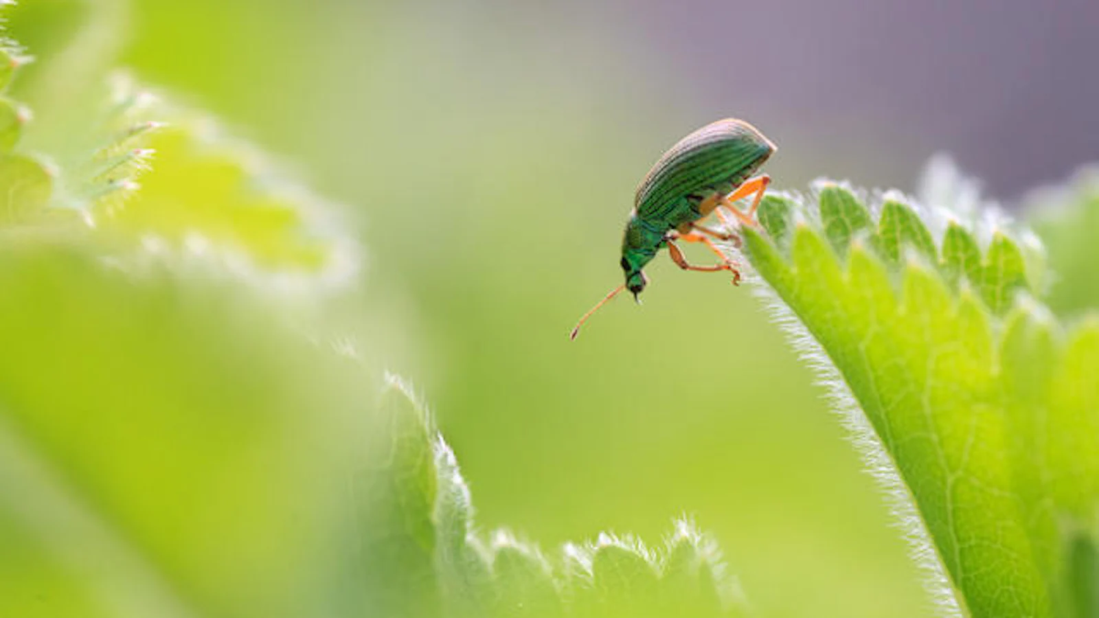 Tips voor macrofotografie met bokeh