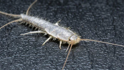 Help, zilvervisjes! Zo jaag je ze je huis uit (en houd je ze weg)