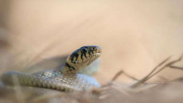 Tips & inspiratie - Slangen fotograferen