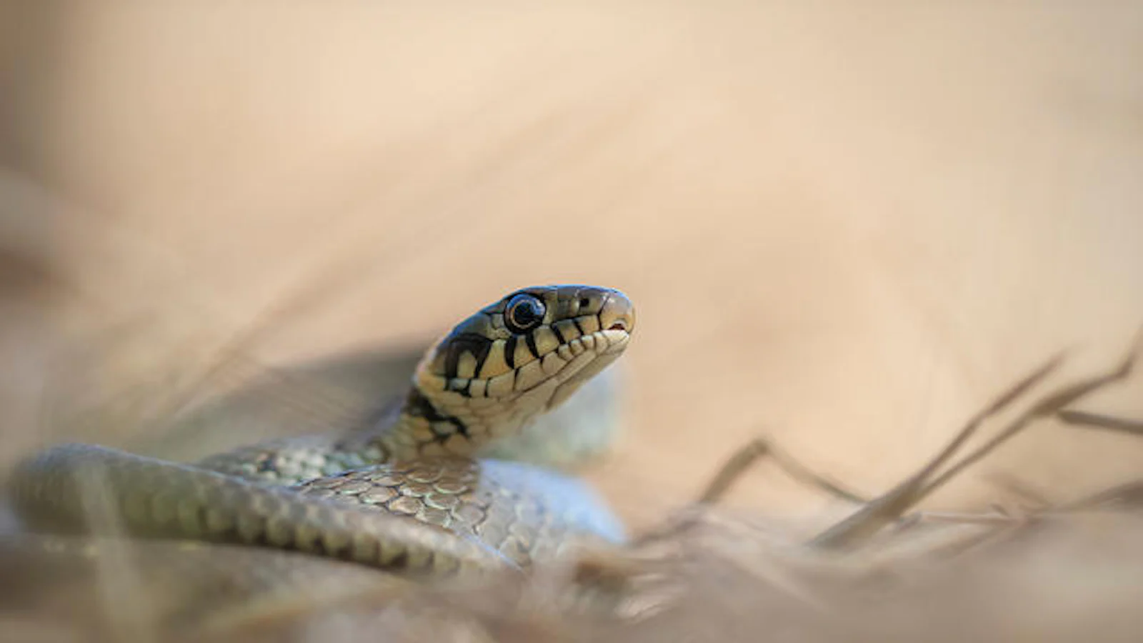 Tips & inspiratie - Slangen fotograferen
