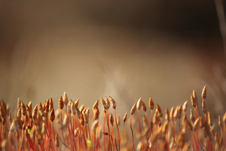Tips - Meer controle over je camera, betere foto's