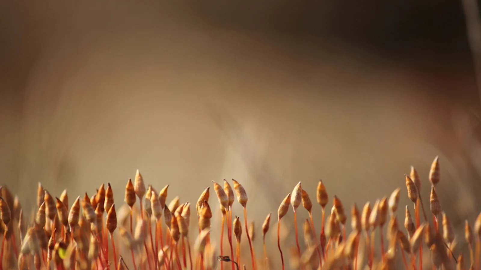 Tips - Meer controle over je camera, betere foto's