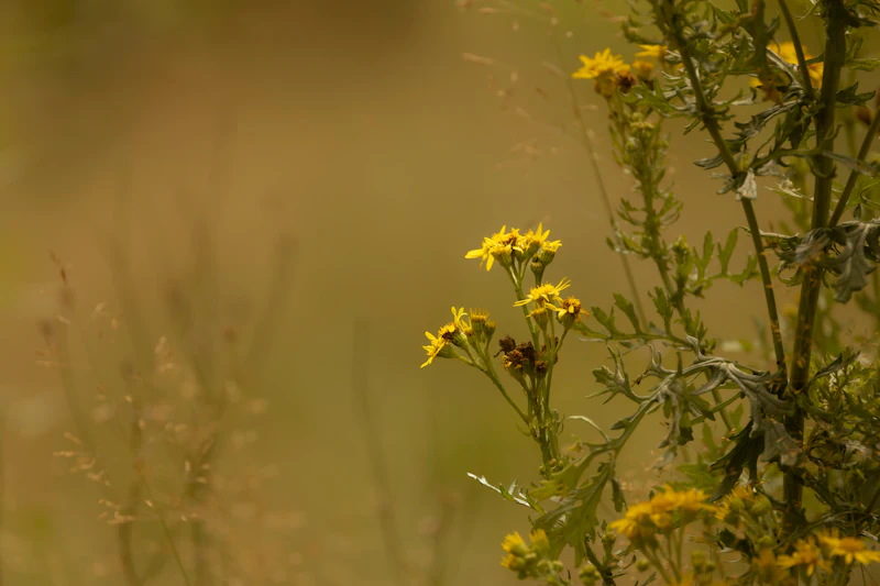 Wat kun je in augustus fotograferen in de natuur?