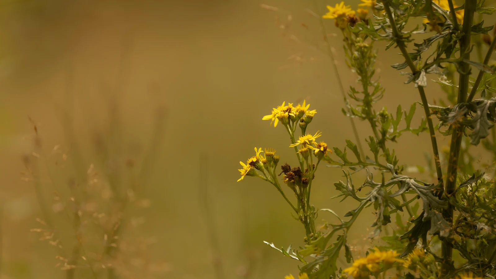 Wat kun je in augustus fotograferen in de natuur?