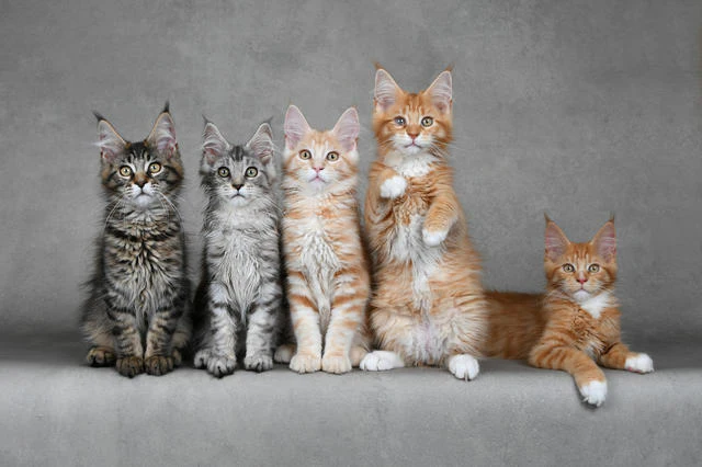 Je kat fotograferen doe je zo!