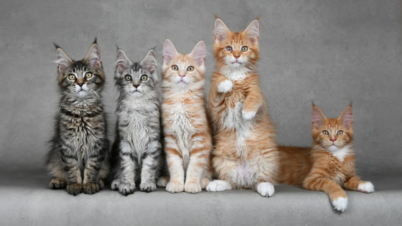 Je kat fotograferen doe je zo!