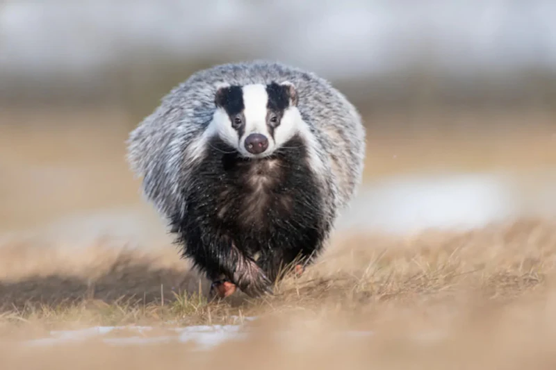 Wildlife fotograferen doe je zo!