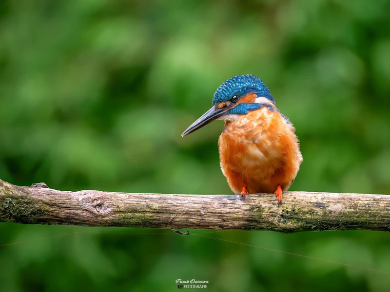 GEZOCHT: fotografeer vogels vanuit een fotohut met Zoom.nl