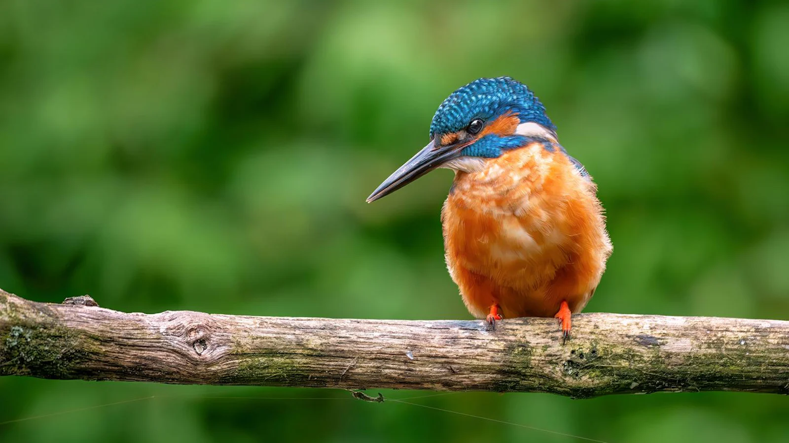 GEZOCHT: fotografeer vogels vanuit een fotohut met Zoom.nl