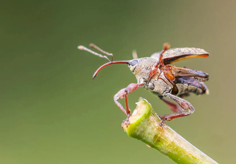 Macrofotografie in eigen tuin
