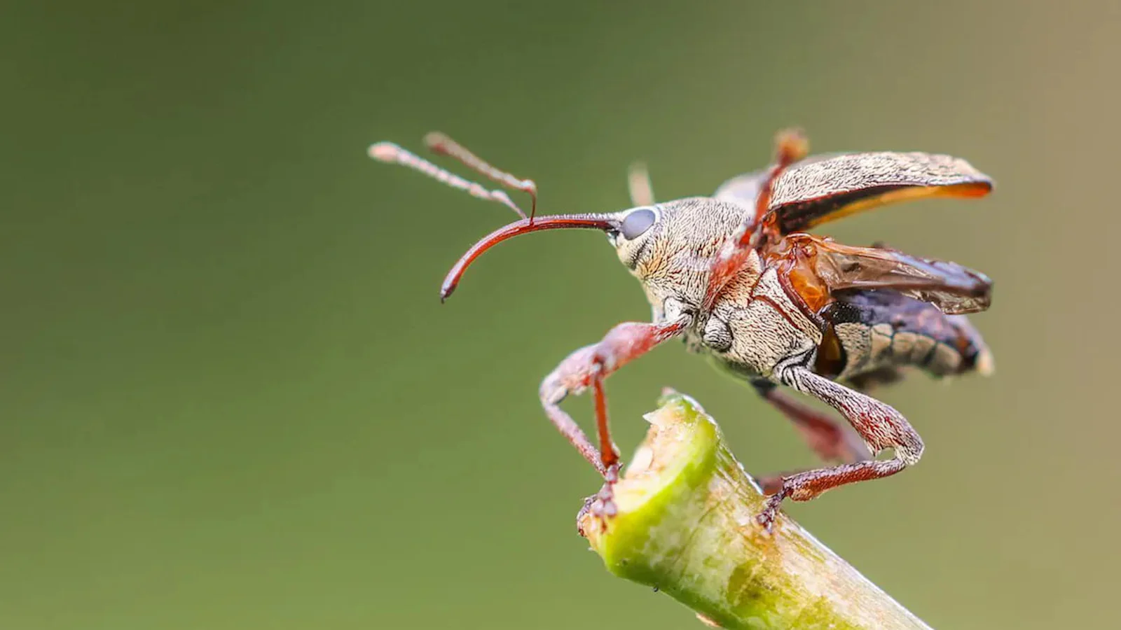 Macrofotografie in eigen tuin