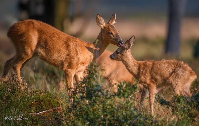 Tips - Het fotograferen van de reëenbronst