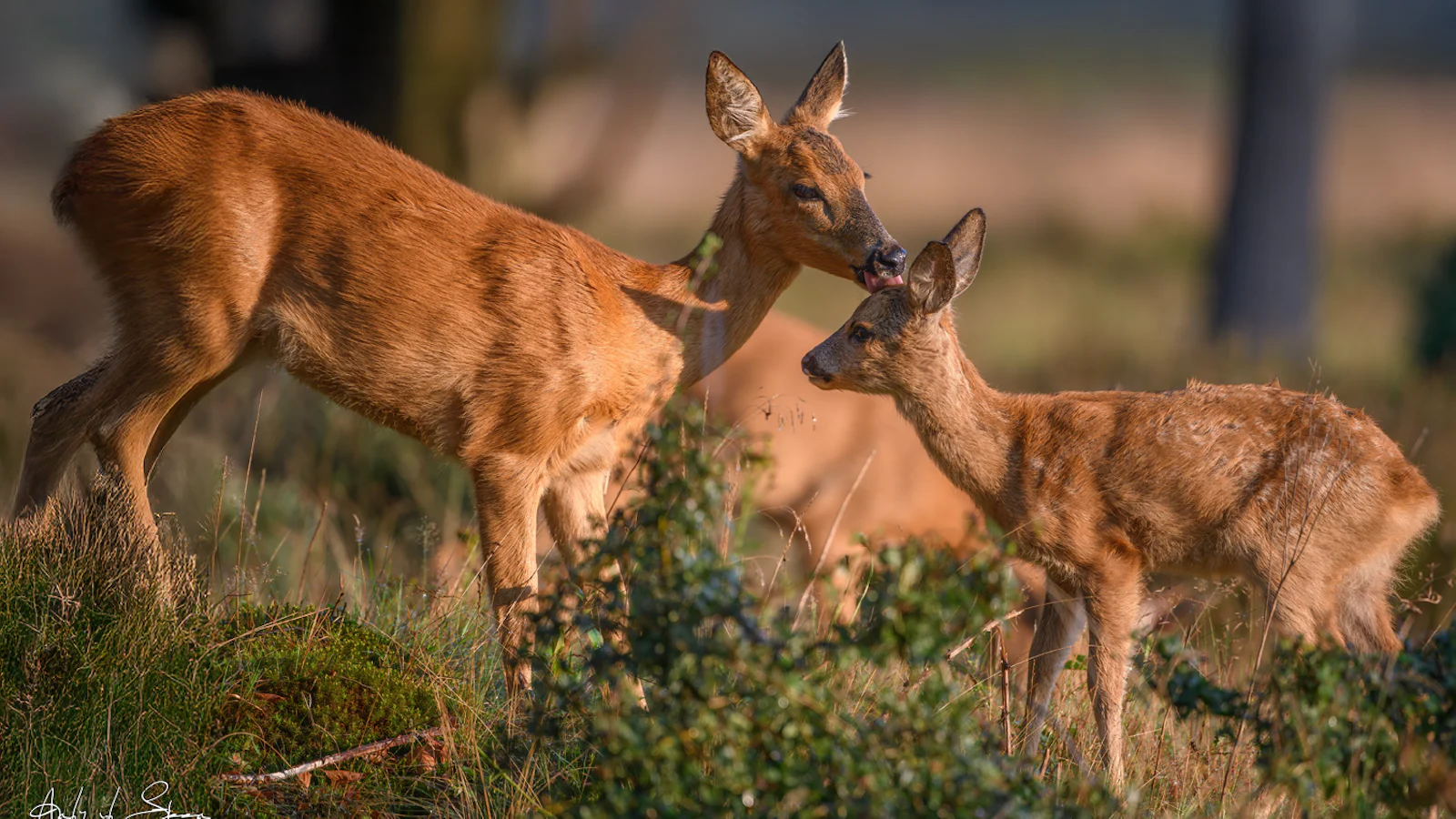 Tips - Het fotograferen van de reëenbronst