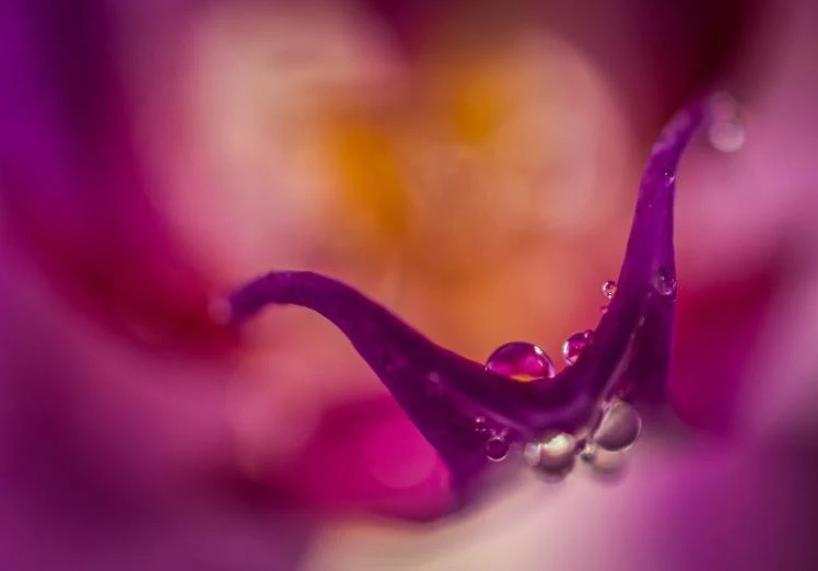 Macrofotografie - Autofocus of handmatig scherpstellen?