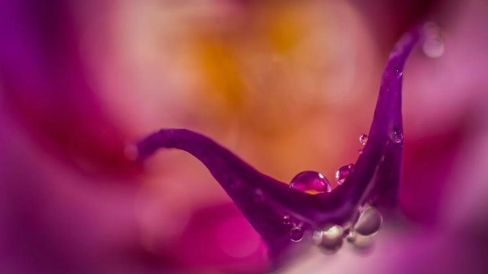 Macrofotografie - Autofocus of handmatig scherpstellen?