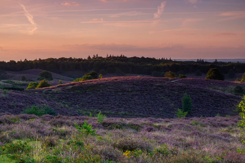 Locatie-tips voor de paarse heide