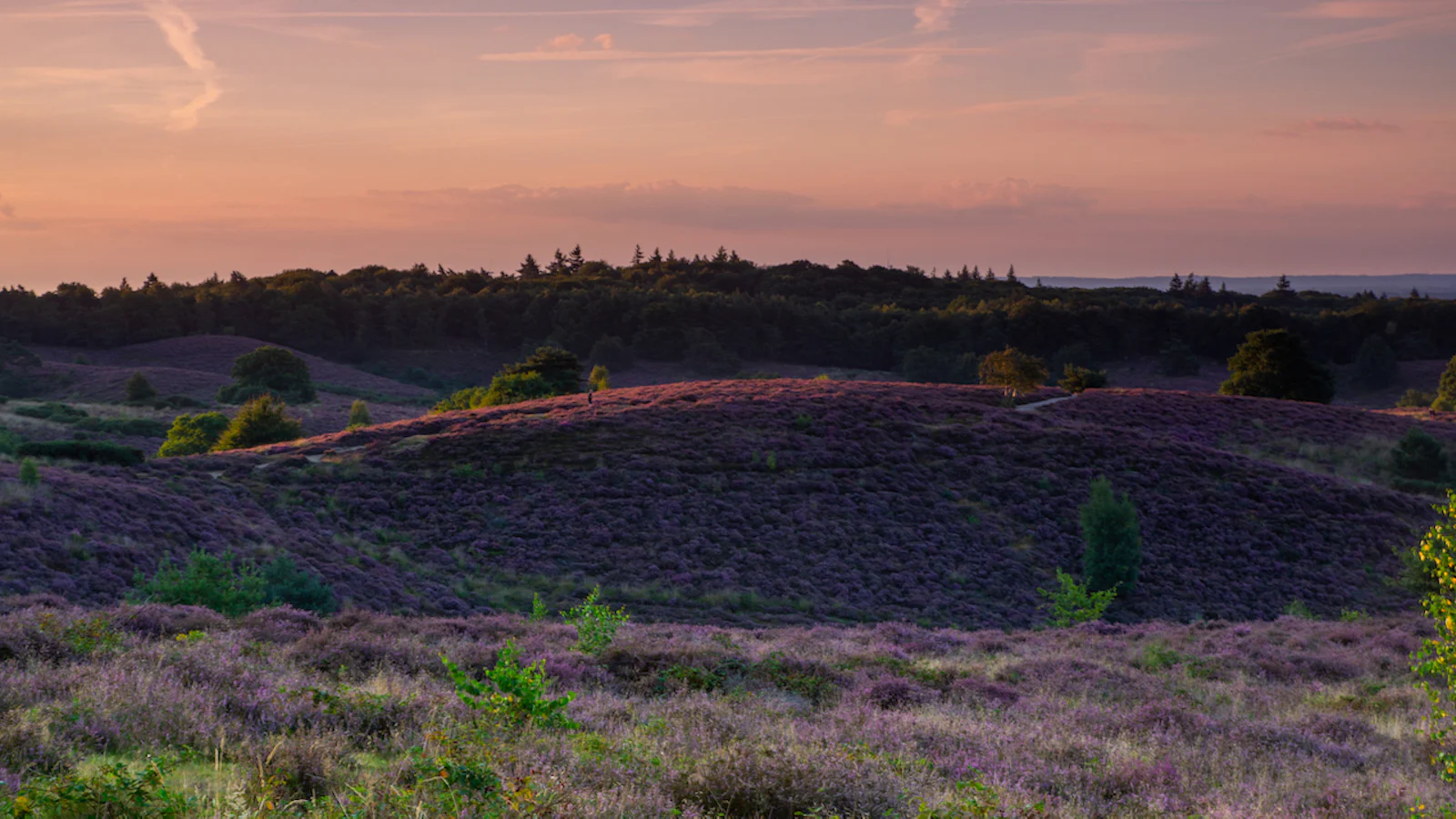 Locatie-tips voor de paarse heide