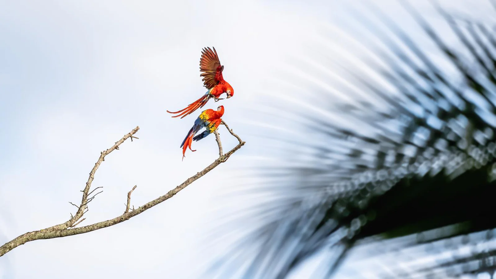 Wildlifefotografie op reis - 7 tips