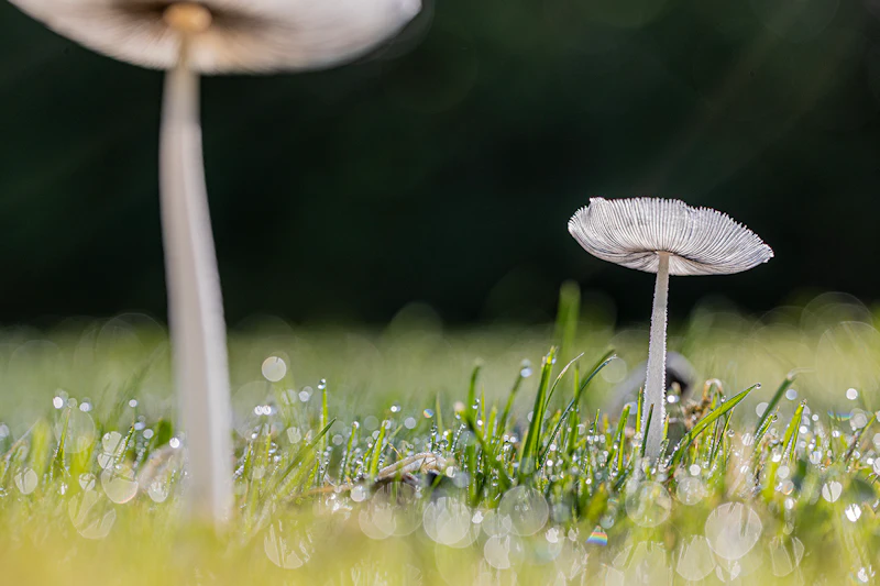 Tips - Zo fotografeer je paddenstoelen!