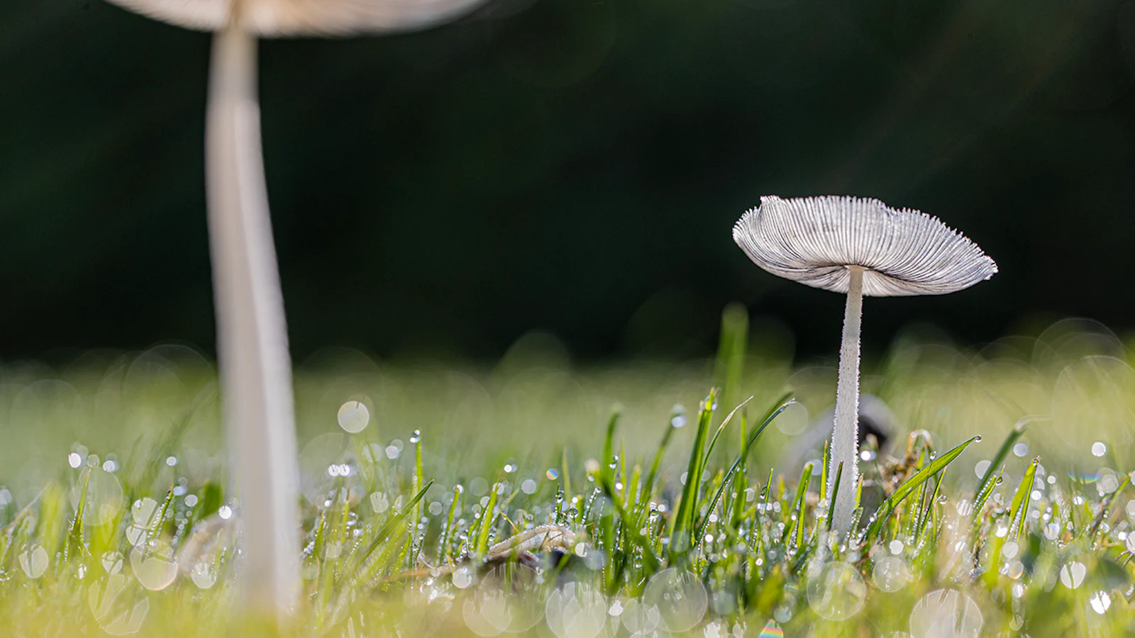 Tips - Zo fotografeer je paddenstoelen!