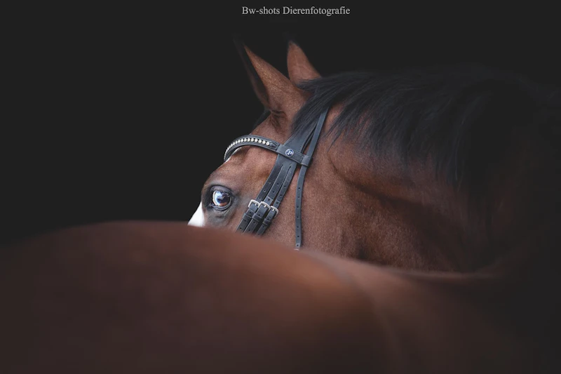 Huisdierfotografie - tips en inspiratie voor de mooiste foto's