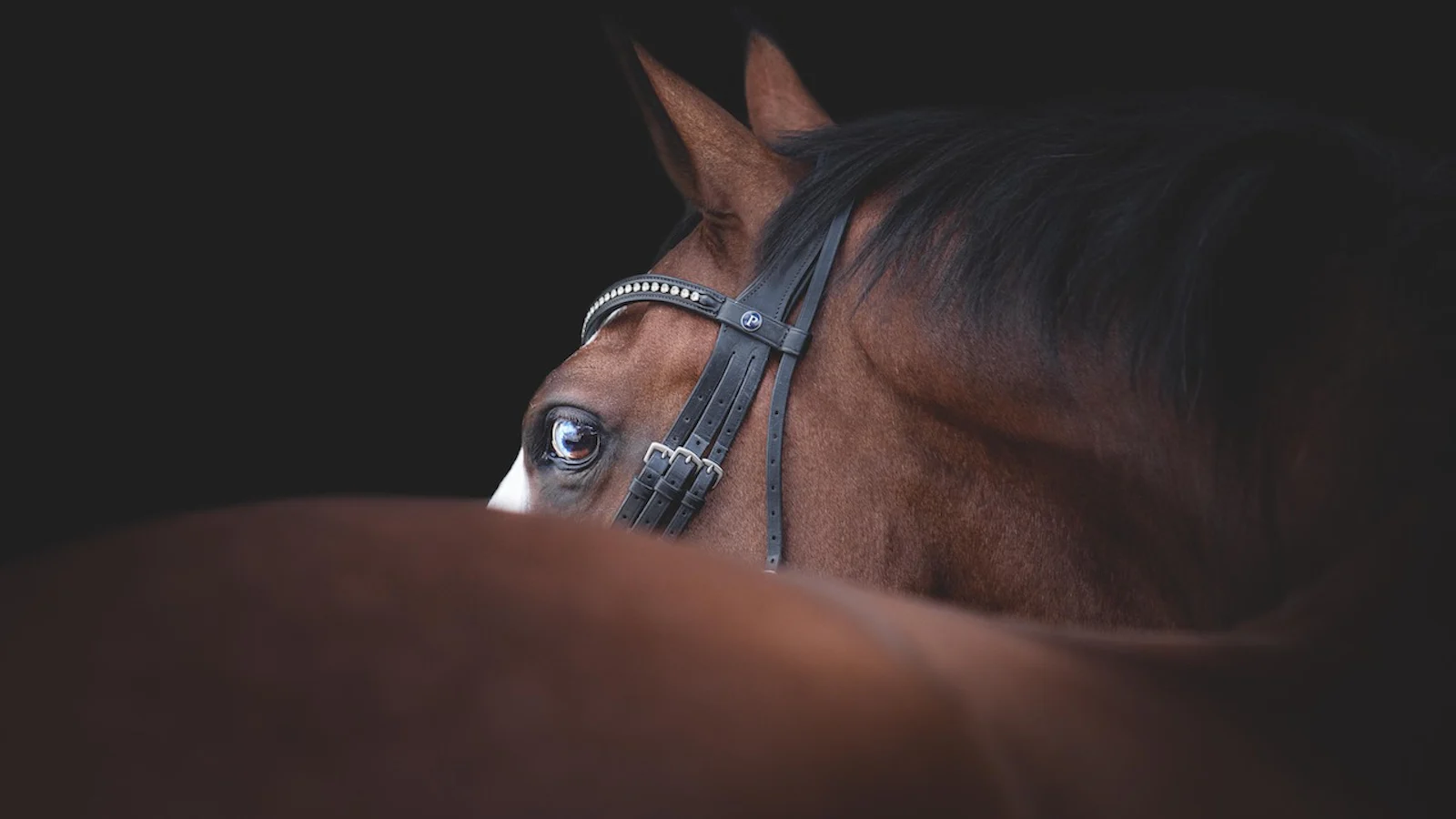 Huisdierfotografie - tips en inspiratie voor de mooiste foto's
